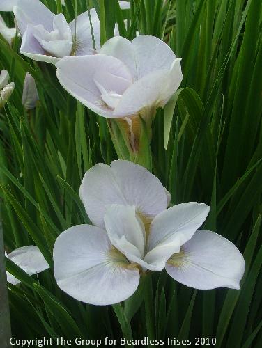 Simple Gifts 2